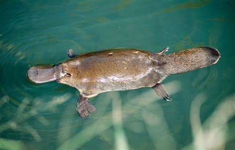 buy platypus online free.